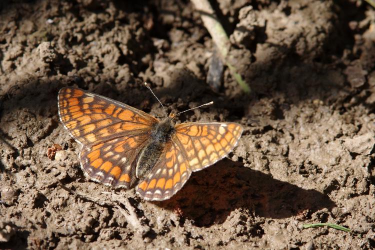 Euphydryas maturna.