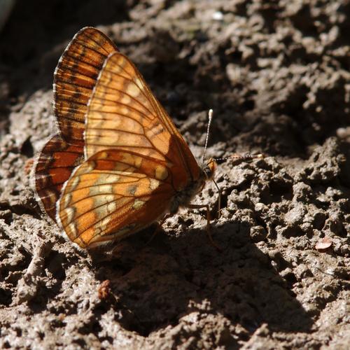 Euphydryas maturna.