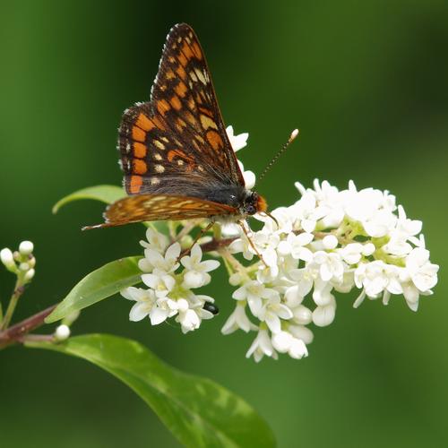 Euphydryas maturna.