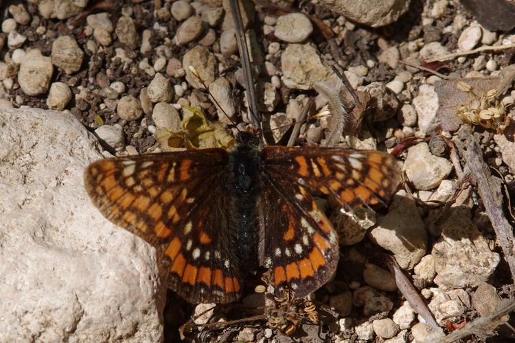 Euphydryas maturna.