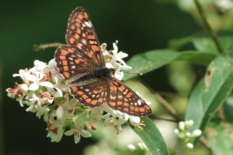 Euphydryas maturna.