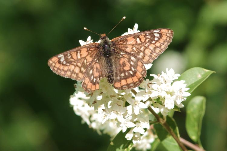 Euphydryas maturna.