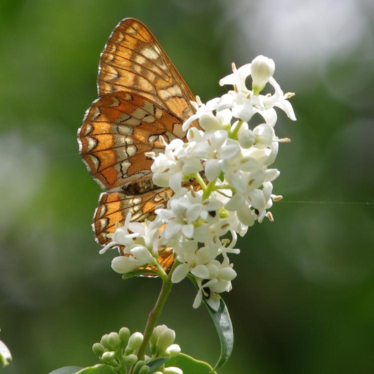 Euphydryas maturna.