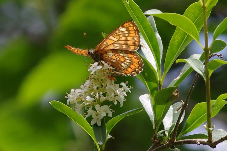 Euphydryas maturna.