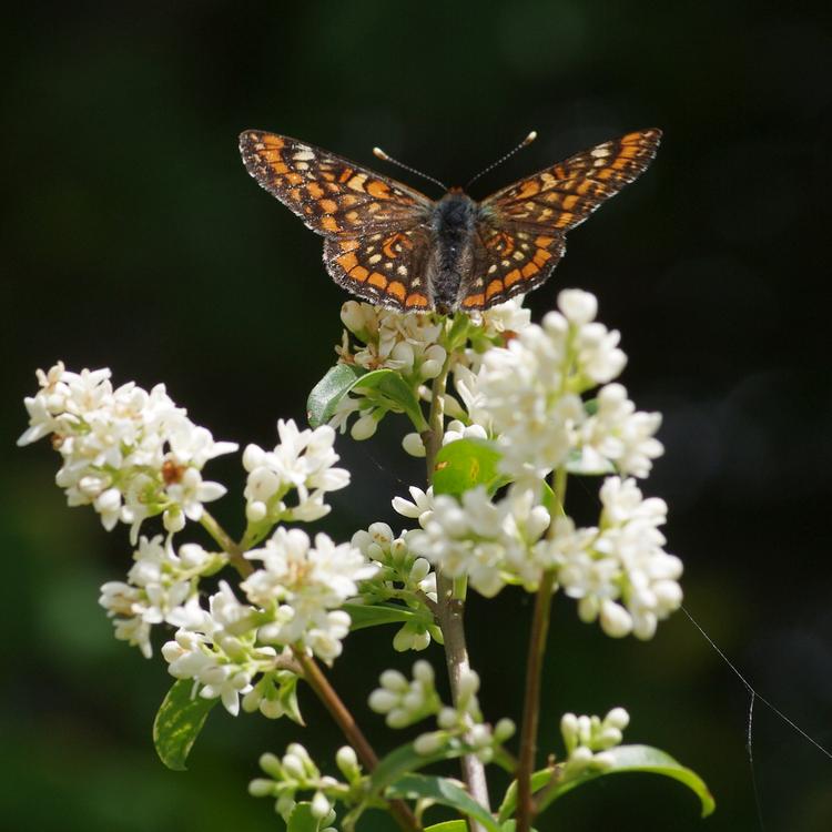 Euphydryas maturna.