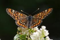 Euphydryas maturna