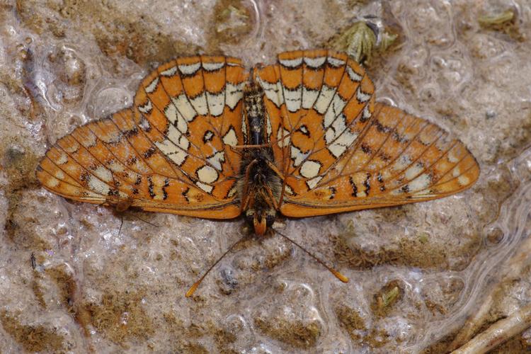 Euphydryas maturna.