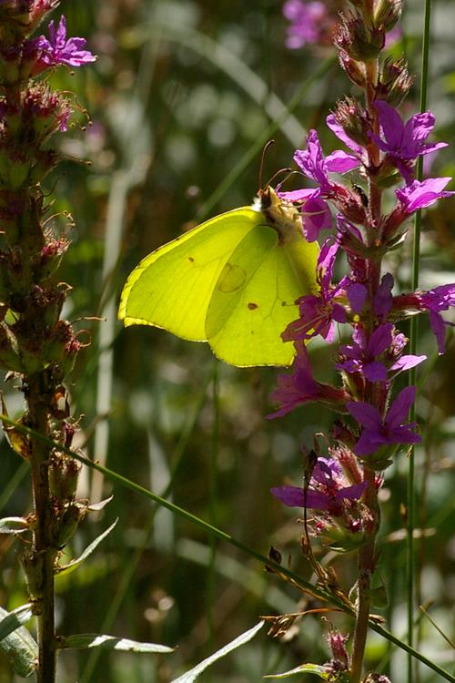 Lythrum salicaria et Gonepteryx rhamni.