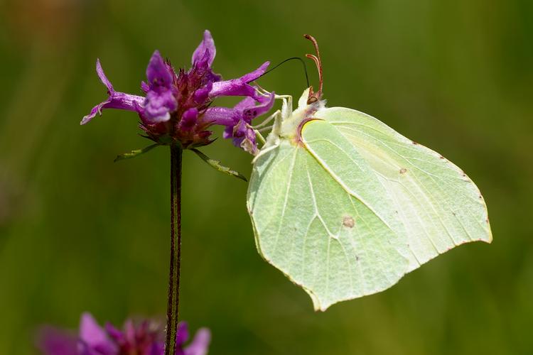 Gonepteryx rhamni.