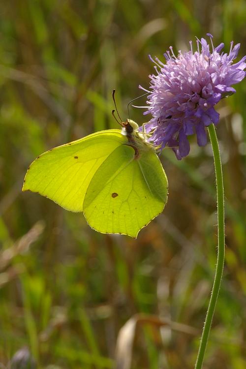 Gonepteryx rhamni.