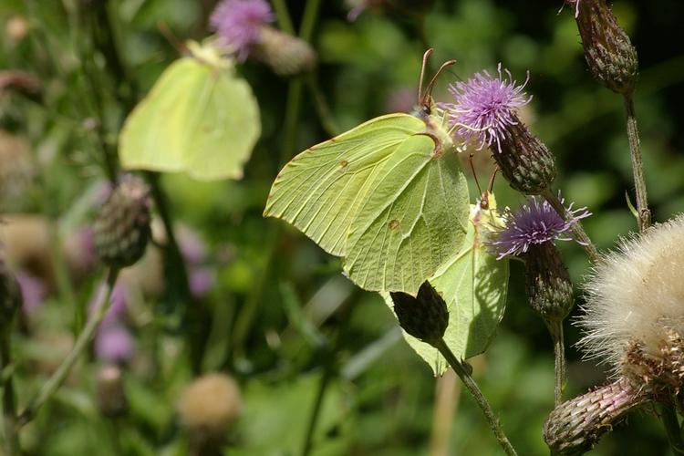 Gonepteryx rhamni.