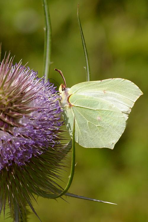 Gonepteryx rhamni.