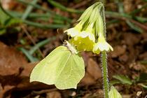 Gonepteryx rhamni