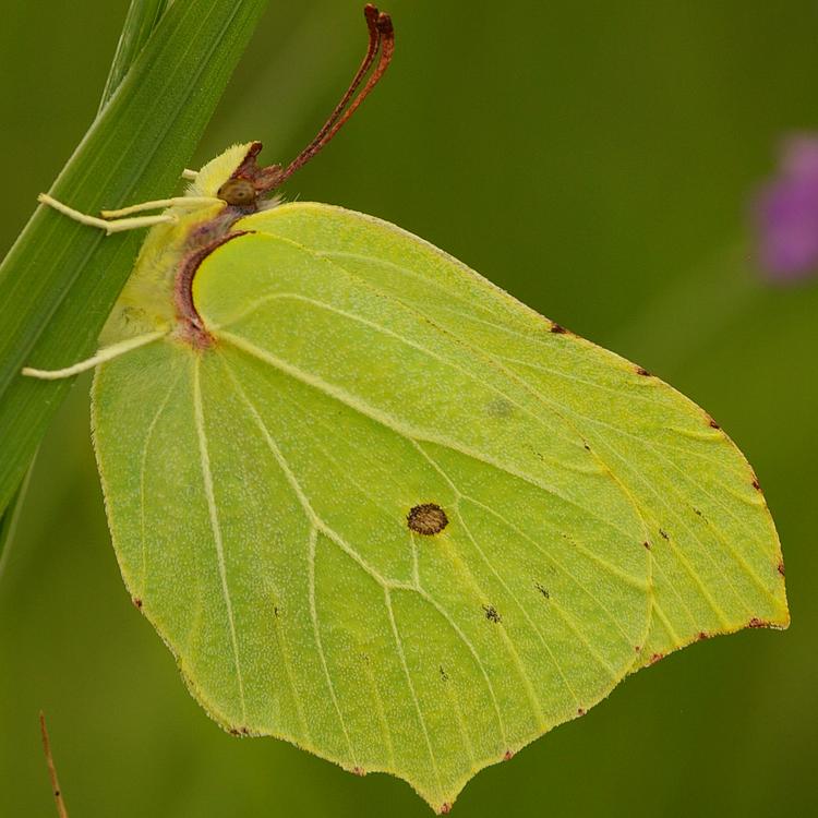 Gonepteryx rhamni.