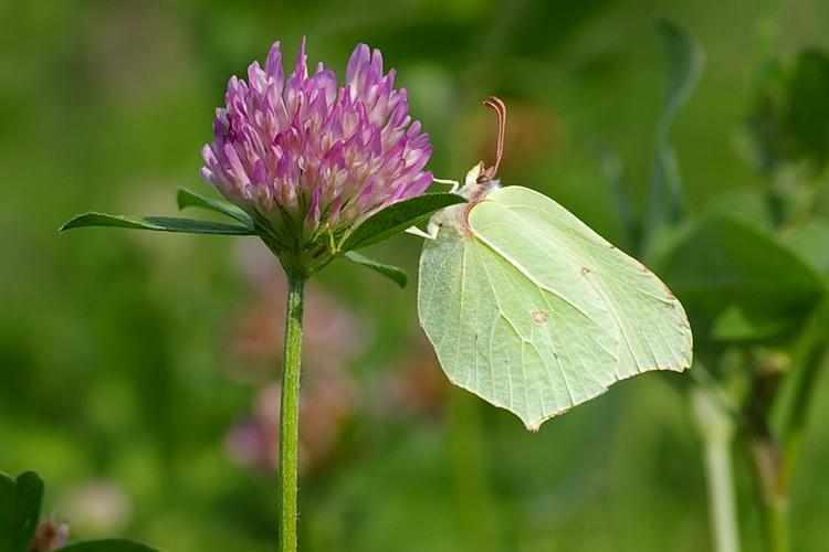 Gonepteryx rhamni.