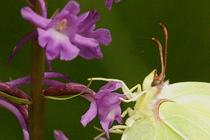 Gonepteryx rhamni.