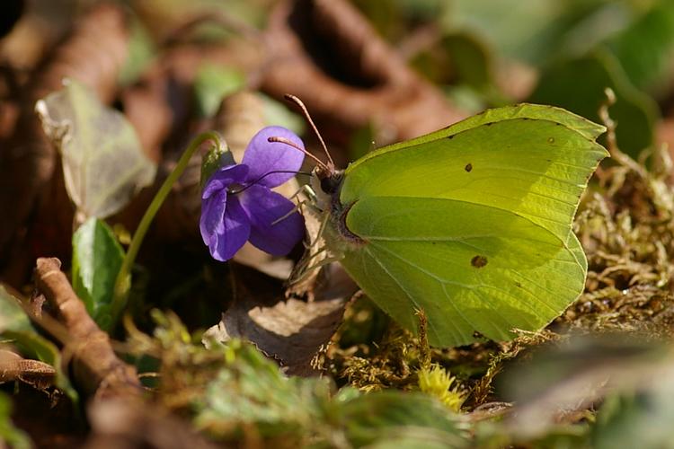 Gonepteryx rhamni.