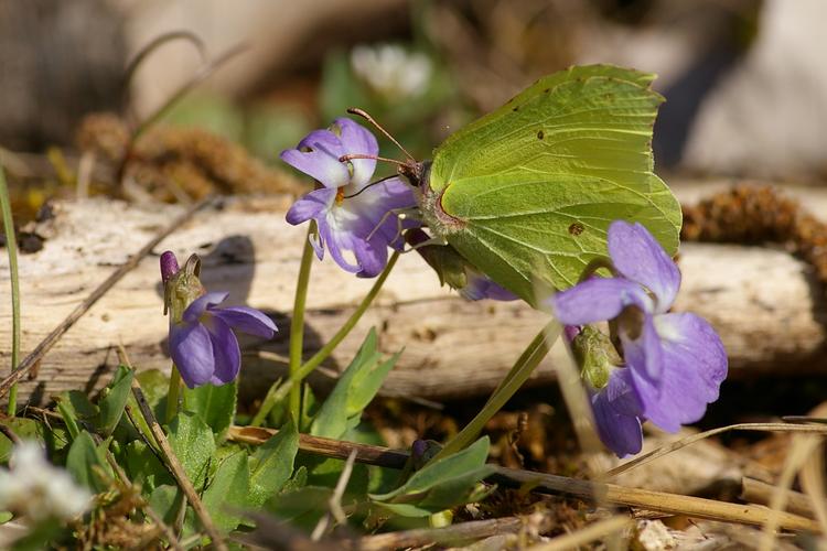 Gonepteryx rhamni.