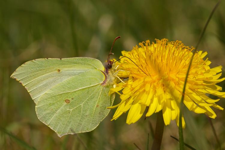 Gonepteryx rhamni.