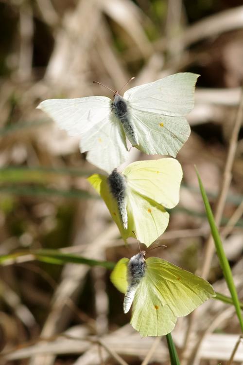 Gonepteryx rhamni.