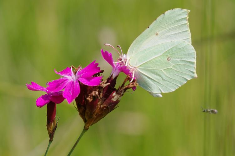 Gonepteryx rhamni.