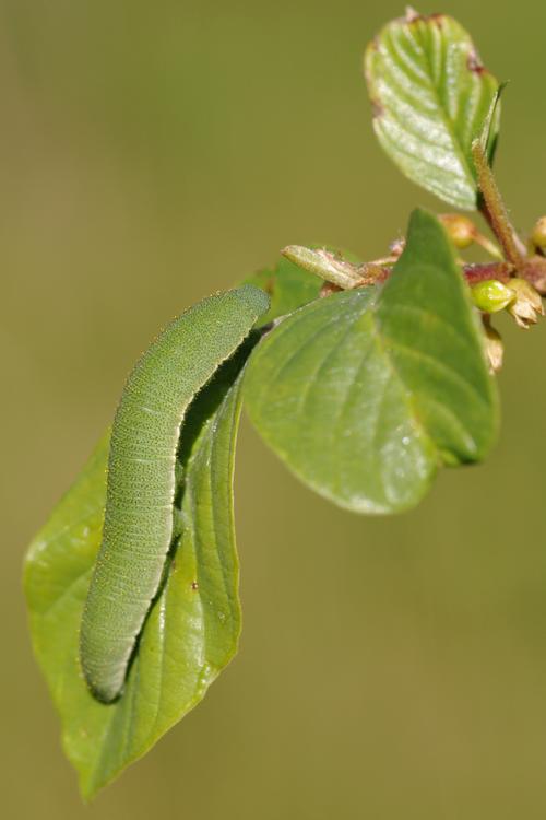 Gonepteryx rhamni.