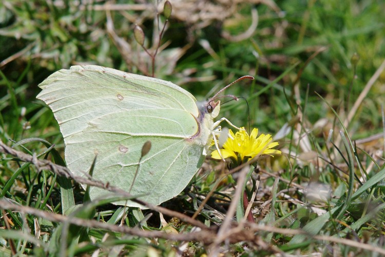 Gonepteryx rhamni.