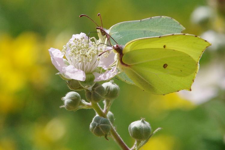 Gonepteryx rhamni.