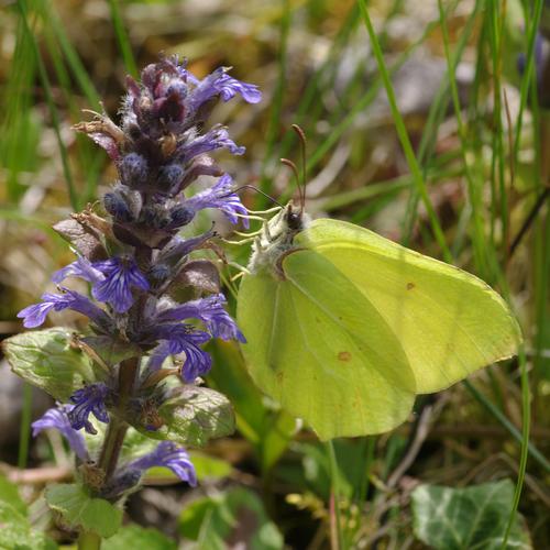 Gonepteryx rhamni.