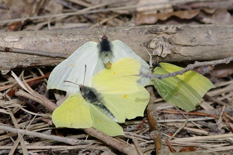 Gonepteryx rhamni.