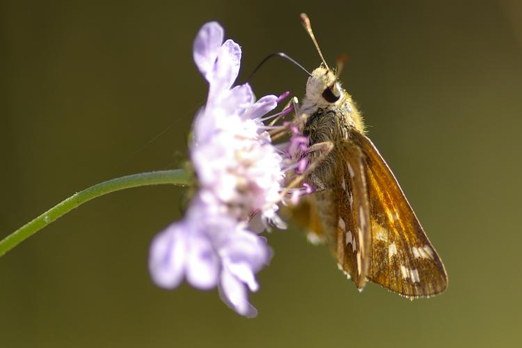 Hesperia comma.