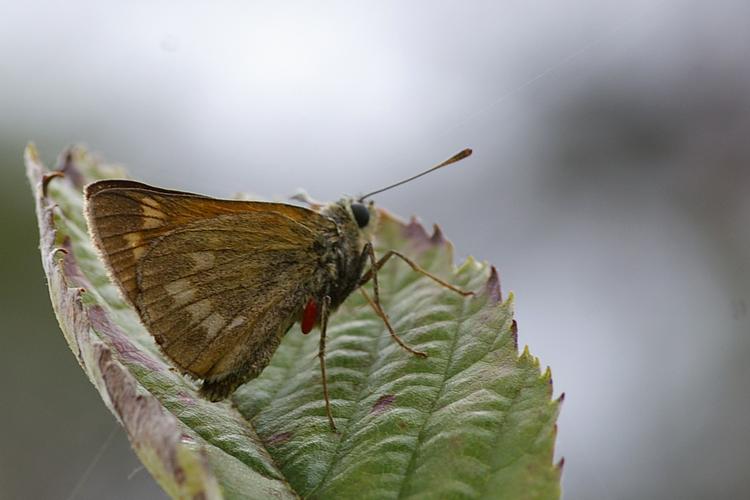 Hesperia comma.