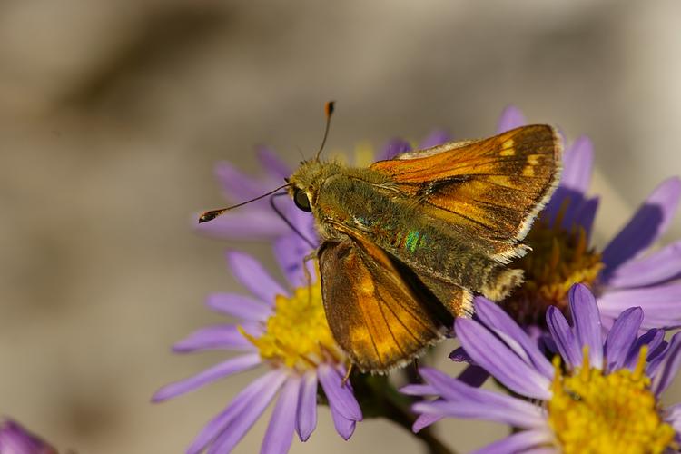 Hesperia comma.