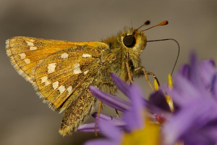 Hesperia comma.