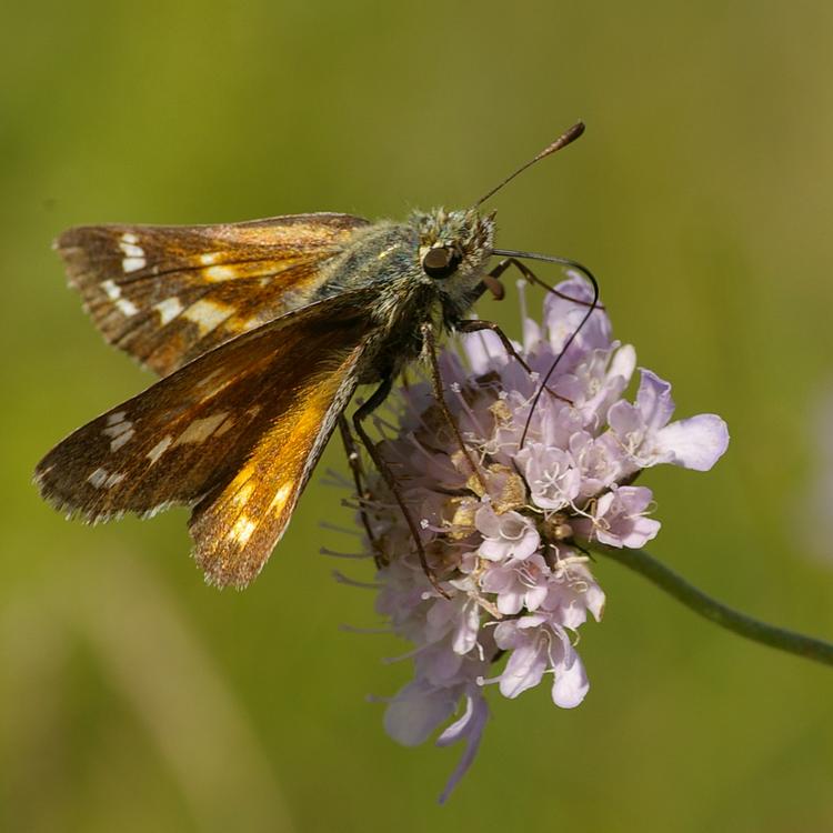 Hesperia comma.