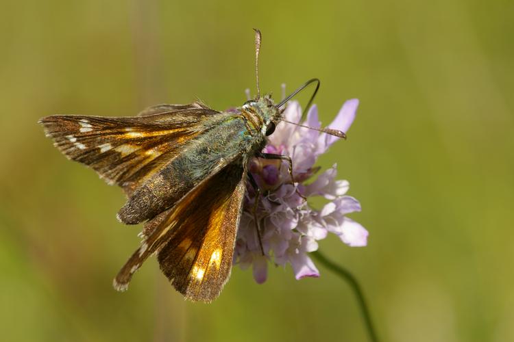 Hesperia comma.