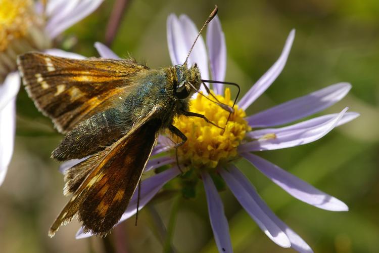 Hesperia comma.