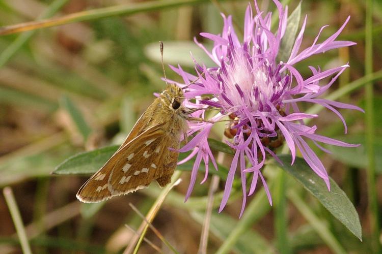 Hesperia comma.