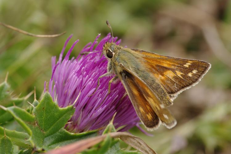 Hesperia comma.