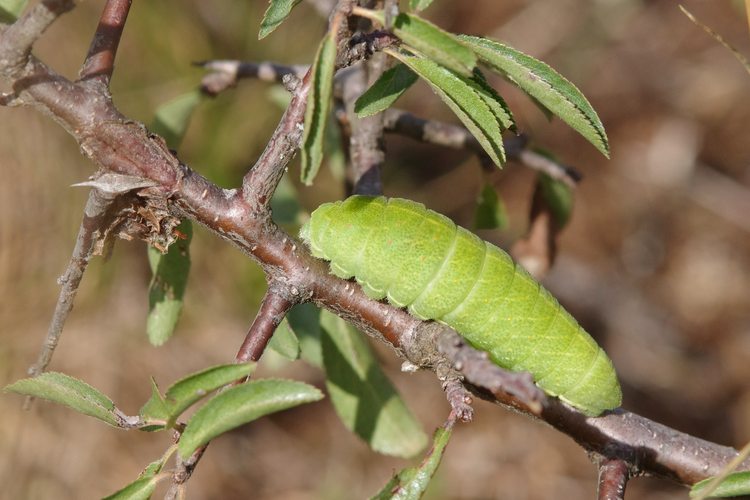 Iphiclides podalirius.