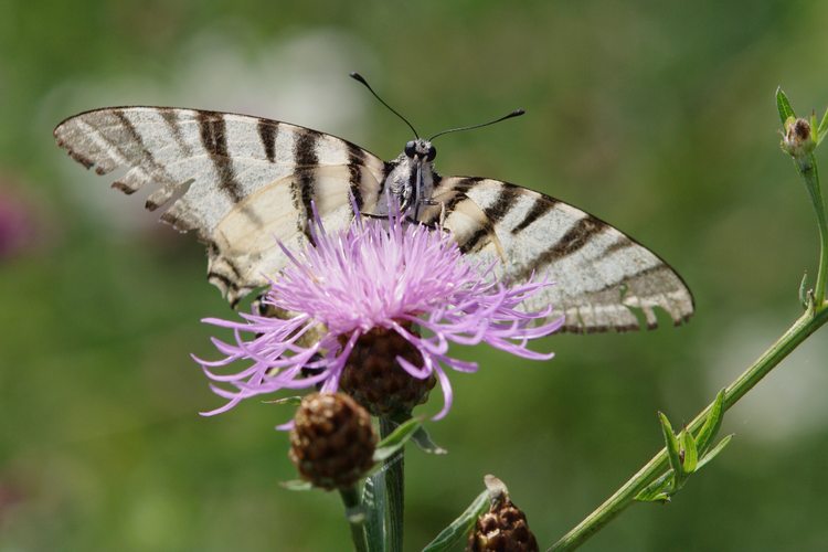 Iphiclides podalirius.