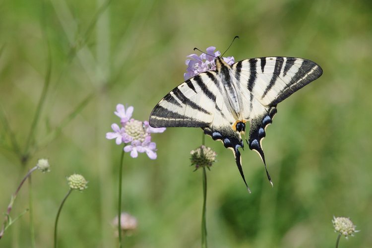 Iphiclides podalirius.