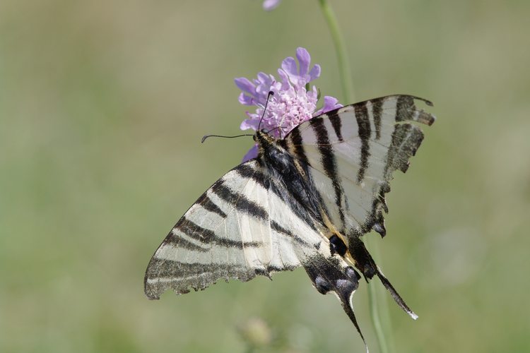 Iphiclides podalirius.