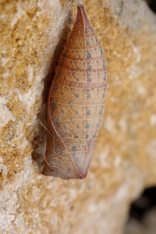 Iphiclides podalirius.