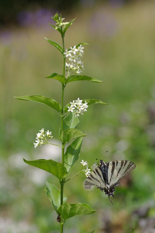 Iphiclides podalirius.