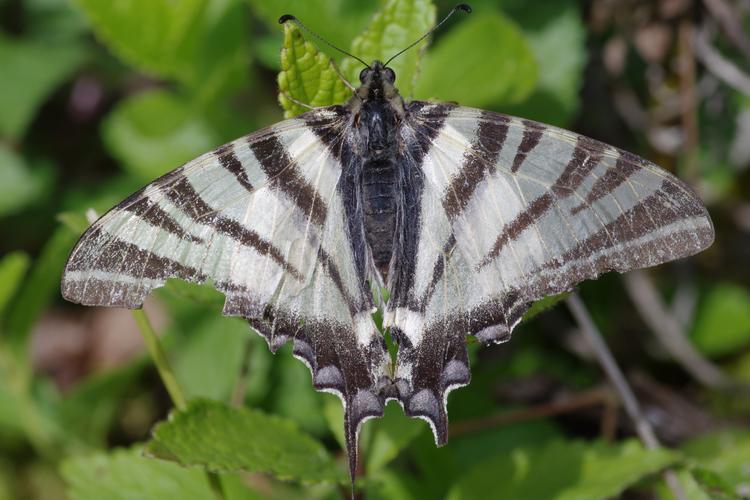 Iphiclides podalirius.