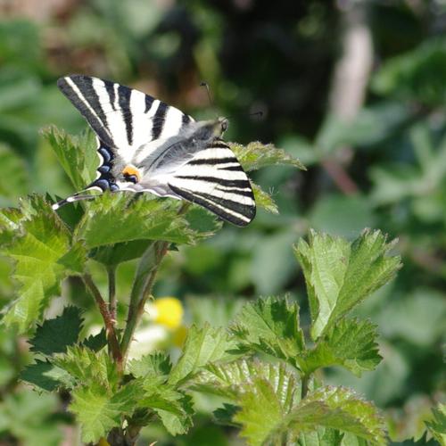 Iphiclides podalirius.