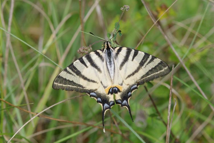 Iphiclides podalirius.