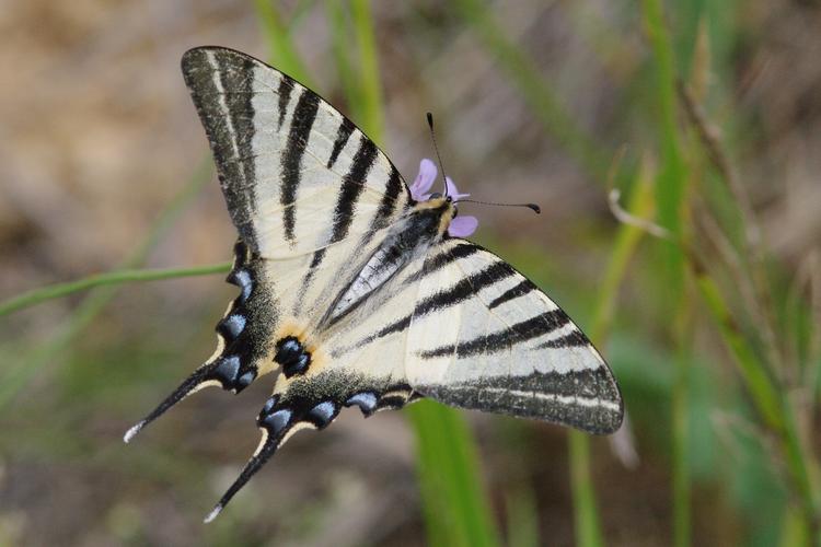 Iphiclides podalirius.