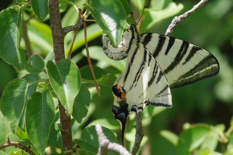 Iphiclides podalirius.